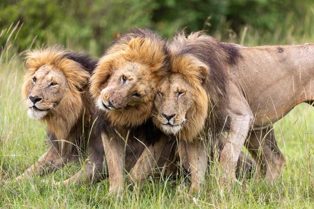 Olepolos sits while Osapuk and Orkitok stand beside him, their heads close together as the three pride males maintain a tight bond. (National Geographic/Simon Blakeney) Olepolos sits while Osapuk and Orkitok stand beside him, their heads close together as the three pride males maintain a tight bond. (National Geographic/Simon Blakeney)