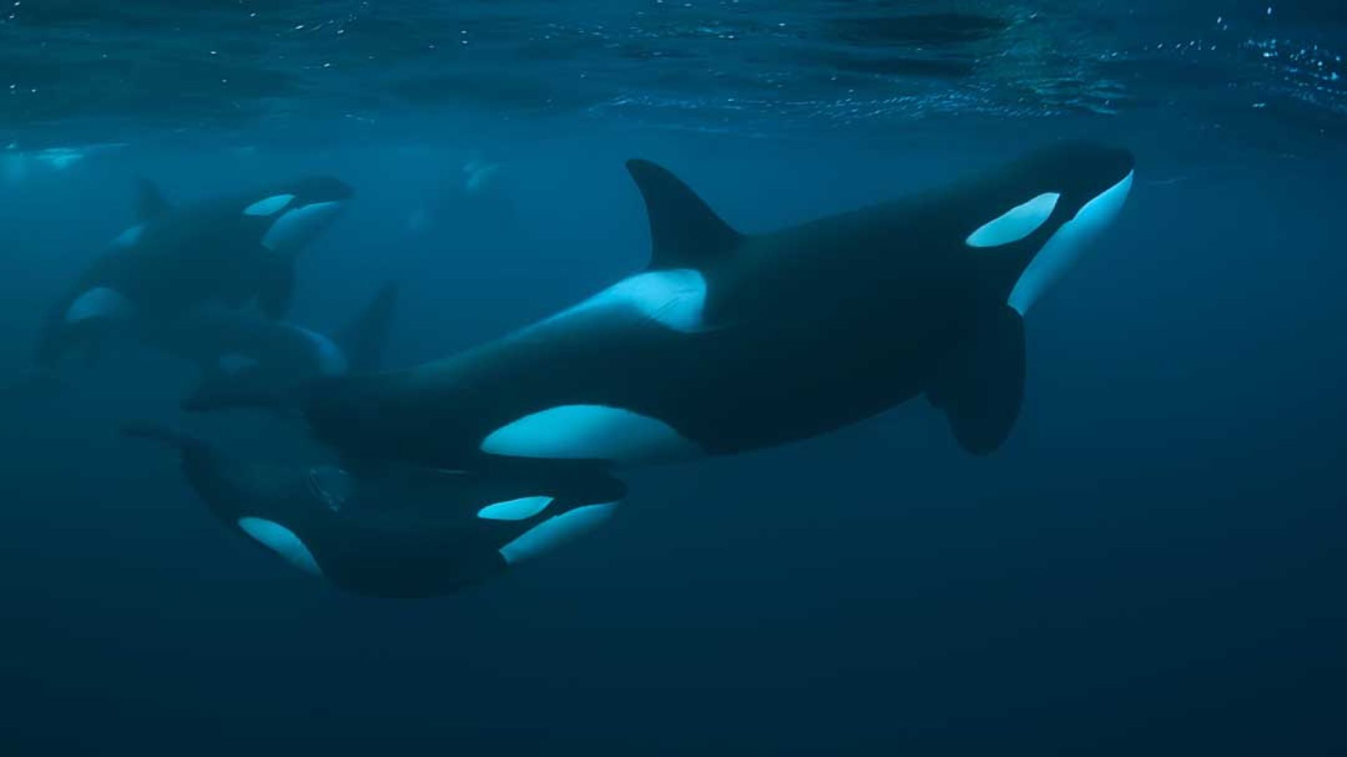 Groundbreaking Natural History Series Queens Premieres This International Women’s Month