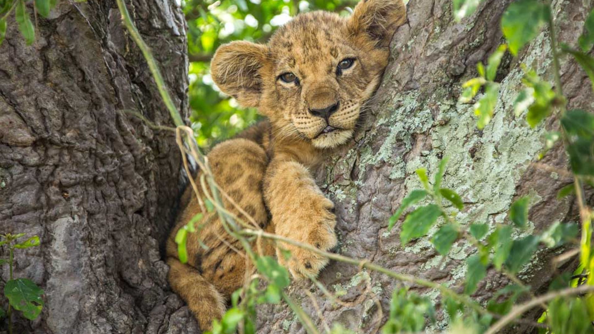 Celebrate The Real Lion King This December
