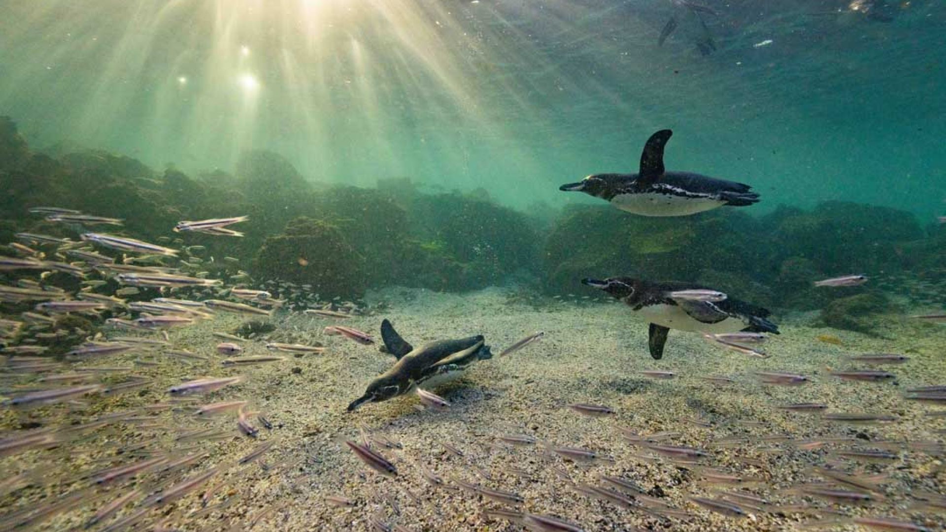 Secrets of the Penguins: Bertie Gregory’s Groundbreaking Wildlife Documentary on National Geographic