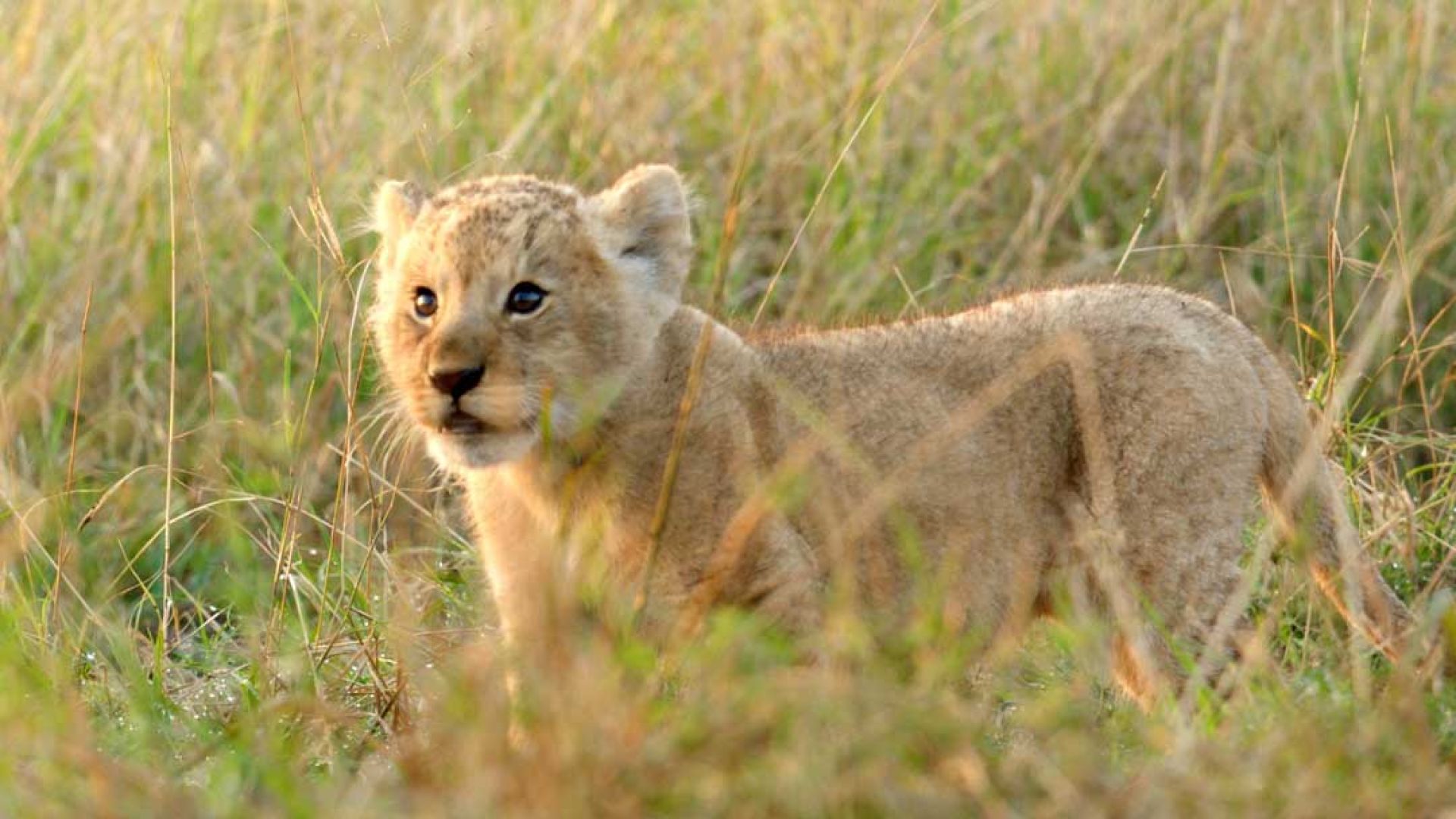National Geographic LION