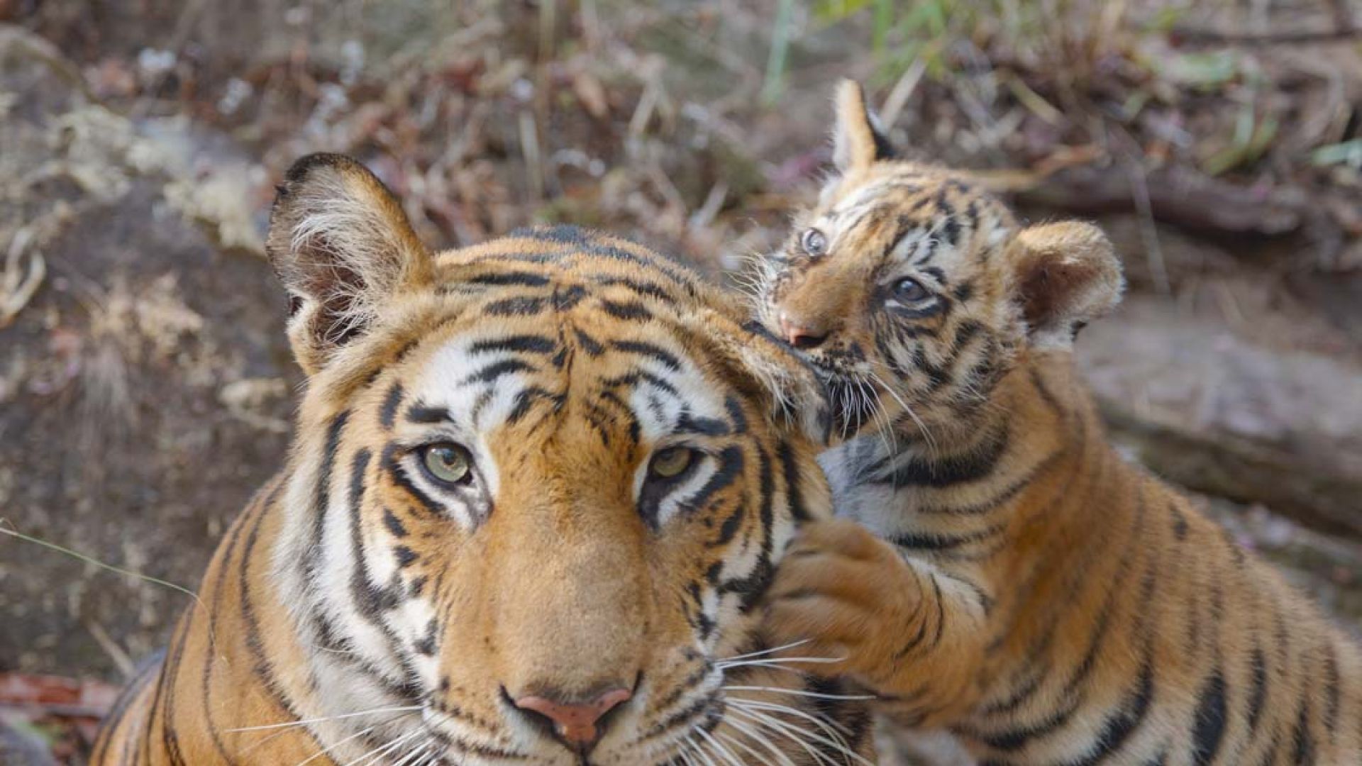 Disney & Nat Geo Celebrate Earth Month with 'ourHOME' Campaign