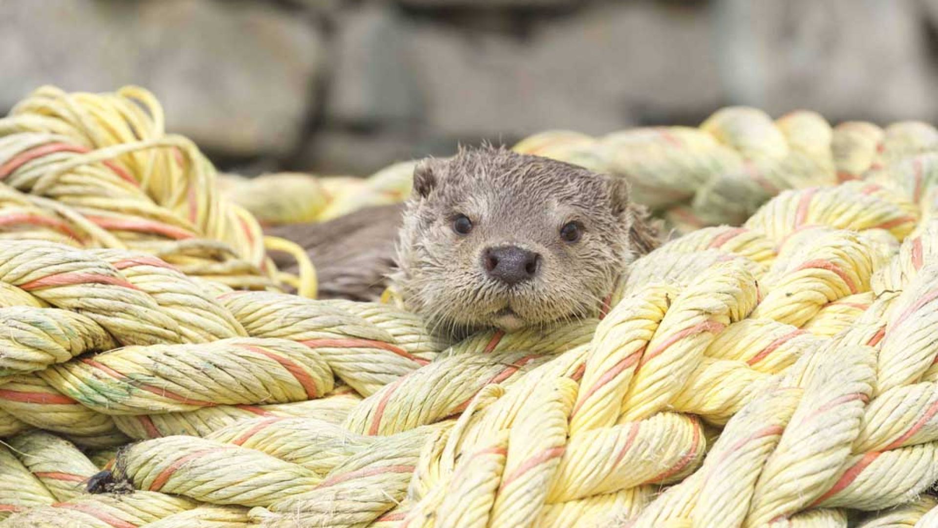 Critically Acclaimed Heartwarming Documentary Billy & Molly: An Otter Love